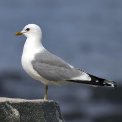 Common Gull