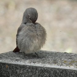 Black Redstart