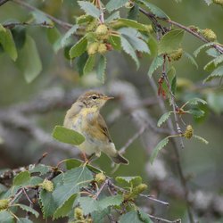 Chiffchaff