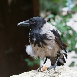 Hooded crow