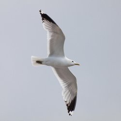 Common Gull