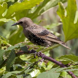 Starling