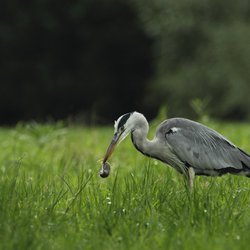 Grey Heron