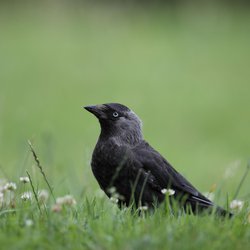 Jackdaw