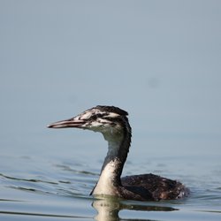 Great Crested Grebe