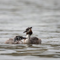 Great Crested Grebe