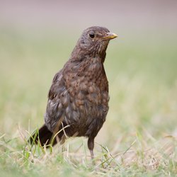 Blackbird