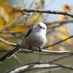 Long-tailed Tit