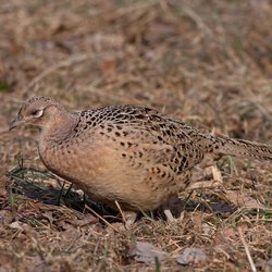 Pheasant