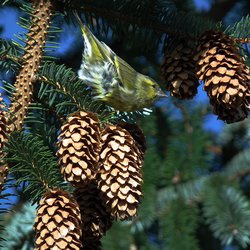 Siskin