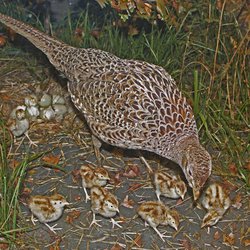 Pheasant
