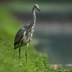 Grey Heron