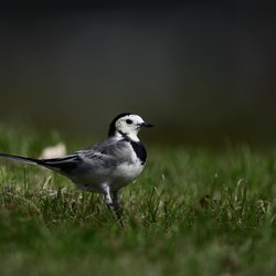 White Wagtail