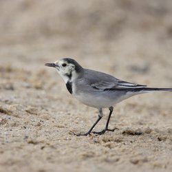White Wagtail