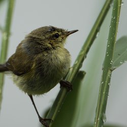 Chiffchaff