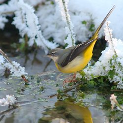 Grey Wagtail