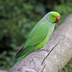 Ring-necked parakeet