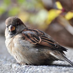 House Sparrow