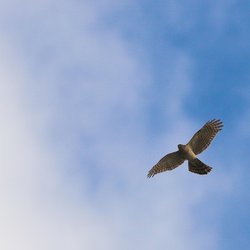 Sparrowhawk
