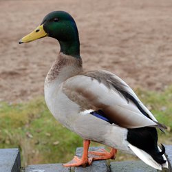 Mallard