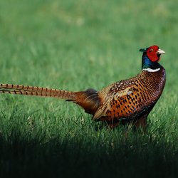 Pheasant