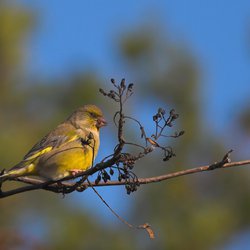 Greenfinch