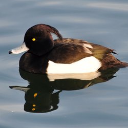 Tufted Duck