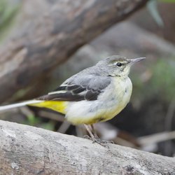 Grey Wagtail