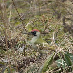 Green Woodpecker