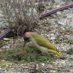 Green Woodpecker