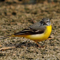 Grey Wagtail