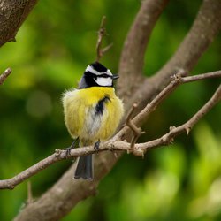 Blue Tit