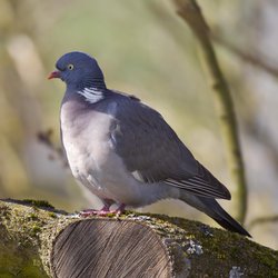 Woodpigeon