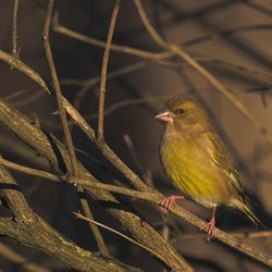 Greenfinch