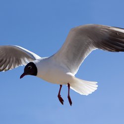 Black-headed Gull