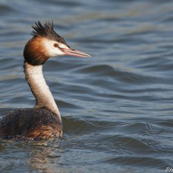 Great Crested Grebe