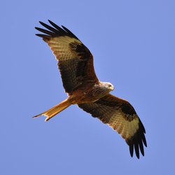 Red Kite