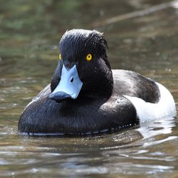 Tufted Duck