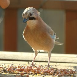 Eurasian Jay