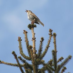 Song Thrush