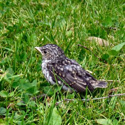Fieldfare