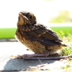 Robin