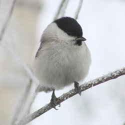Willow Tit