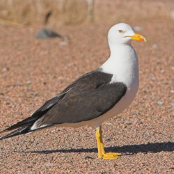 Lesser Black-backed Gull