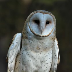 Barn-owl