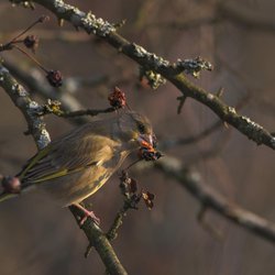 Greenfinch