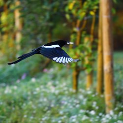Magpie
