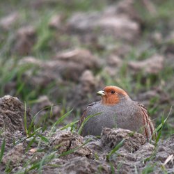 Grey Partridge