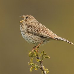 Corn Bunting