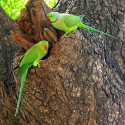 Ring-necked parakeet